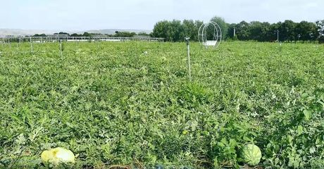 在希望的田野上 三營鎮(zhèn)甘溝村西瓜的種植技術(shù)探索