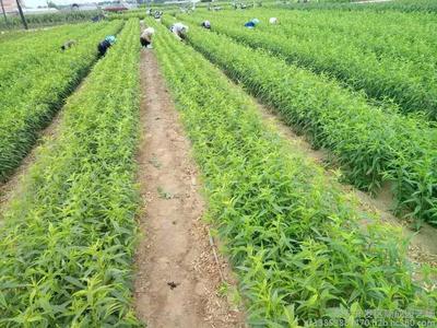 嫁接桃樹苗種植技術(shù)詳解 從選苗到管理的全流程指南