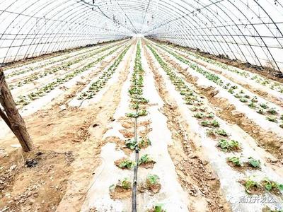 通遼開發(fā)區(qū) 種植技術(shù)開發(fā)助力脫貧攻堅(jiān)，鄉(xiāng)村振興奔小康