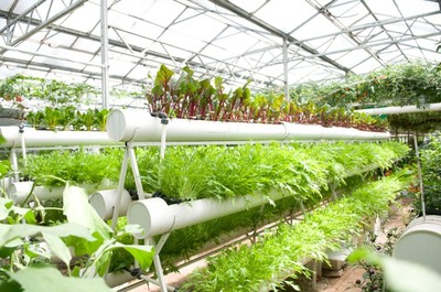 南寧市泰寧伶俐農民專業合作社 創新種植技術開發，助推農業現代化