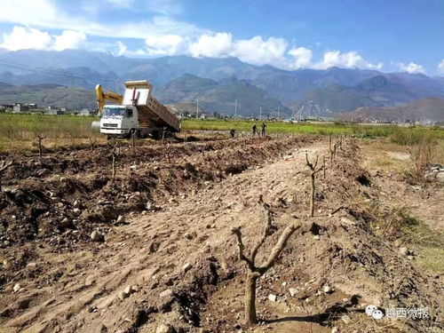 縣商務投促局引領棗樹種植技術革新與產業升級試點
